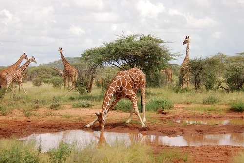Giraffes at Amboseli National Park Kenya